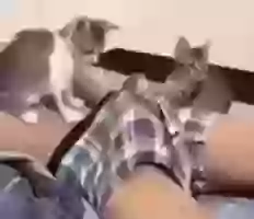 Funny Cat Ne Pakad Liya