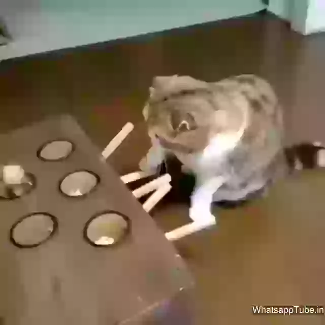 Funny Cat Playing The Real Game