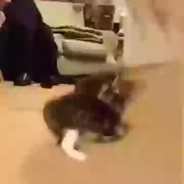 Funny Cat Video Mirror Dance