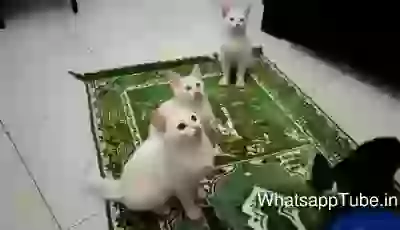 Funny Cat Video Moving The Head