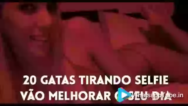 Funny Cats Selfies Clicks