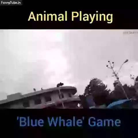 Funny Cow Jump From Building WTG