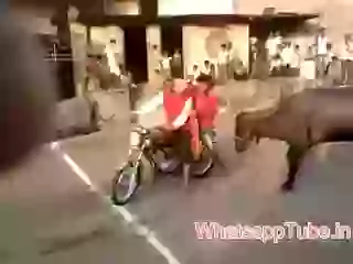 Funny Desi Bull Fight