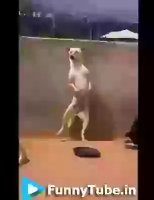 Funny Dog Dancing