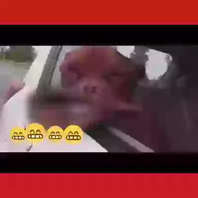 Funny Dog Face Vs Wind