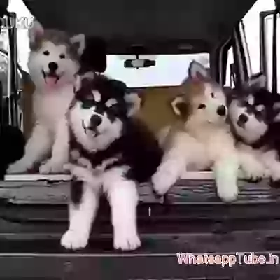 Funny Dogs shaking head
