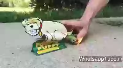 Funny Firework Cover Naaag