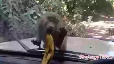 Funny Hungry Monkey