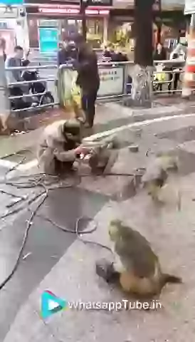 Funny Monkeys Day Out