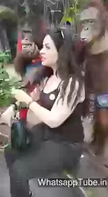 Funny Selfie With Chimpanzee