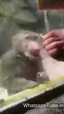 Funny Video Monkey Expression