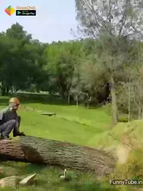 Funny tree cutting fail gif