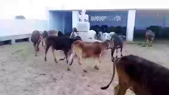 Gaumata Ki Krishna Pradhakhina