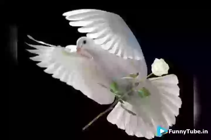 Goo Morning Good Health Wish Video