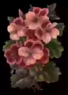 Good Mornign Wish Whatsapp