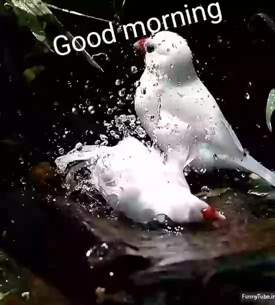 Good Morning Beautiful Animated GIF