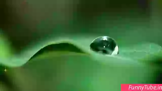 Good Morning Greetings Quotes Whatsapp Video Status