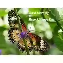Good Morning Have A Nice Day