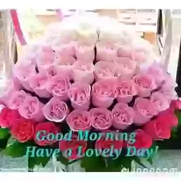 Good Morning Have Happy Day