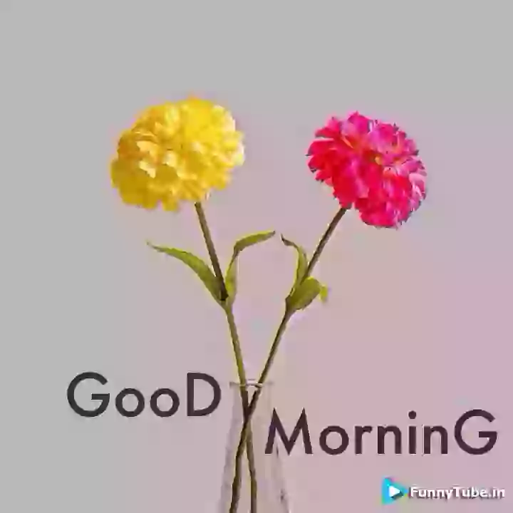 Good Morning Have Wonderful Day