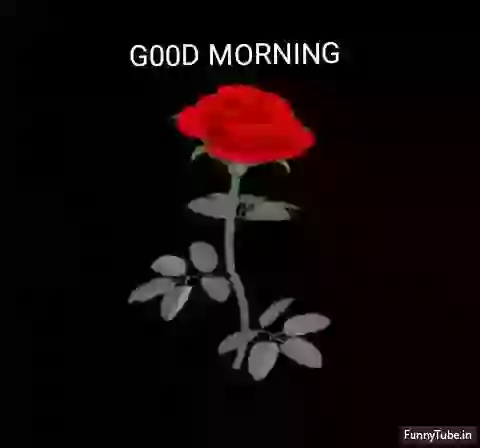 Good Morning Love Status GIF