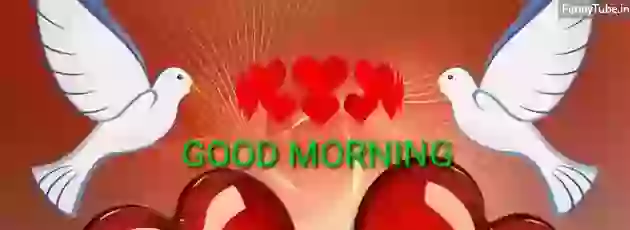 Good Morning Love Whatsapp Status Video