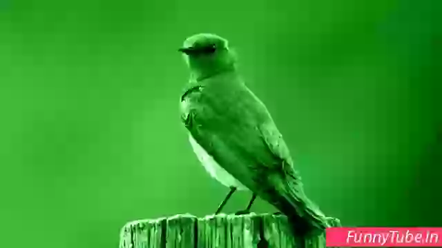 Good Morning Quotes In English Animated Video