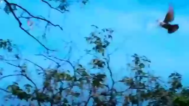 Good Morning Romantic Feeling Whatsapp Status Video Love Night