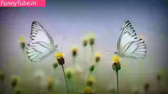 Good Morning Whatsapp Video Download 2019