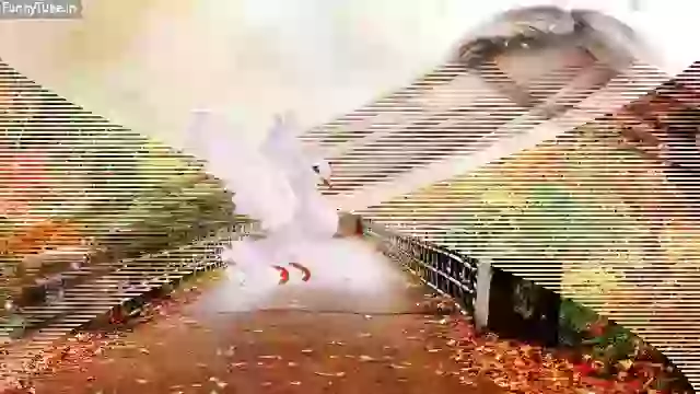 Good Night Beautiful Message And Quotes Whatsapp Video