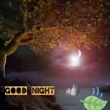 Good Night Lovely Short Animated Whatsapp Status
