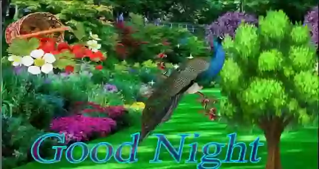 Good Night Whatsapp Status Video Download