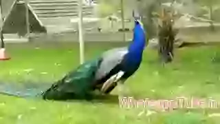 Good morning friends