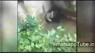 Gorilla grabs child whos fallen