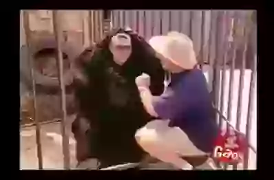 Gorilla in gags