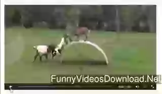 Got Want To Have Fun