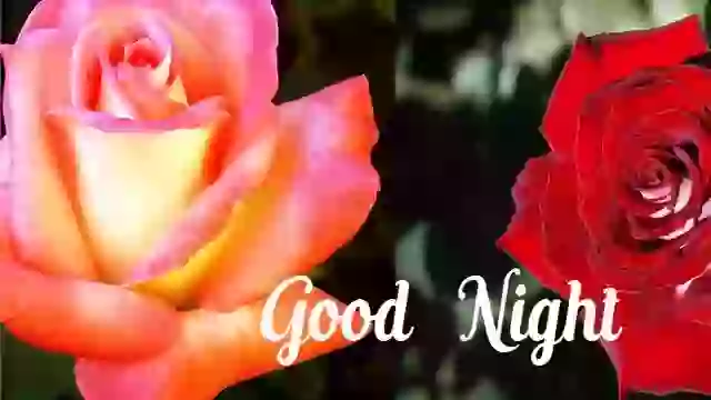 Happy Night For You Good Night Status Video