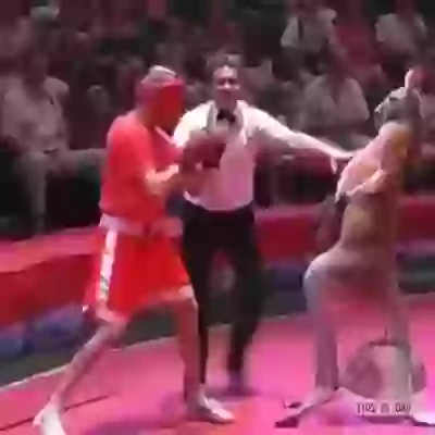 Have You Seen Kangaroo Vs Man Boxing