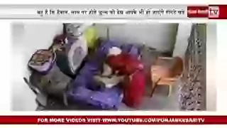 Hewan Bahu Caught on cam