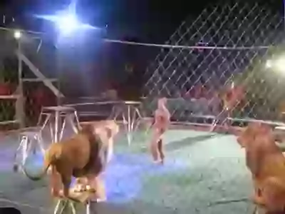 Hilarious Moments in Circus