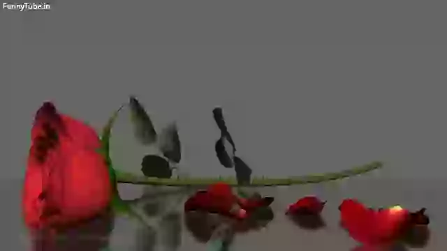 I Love You Whatsapp Video Message