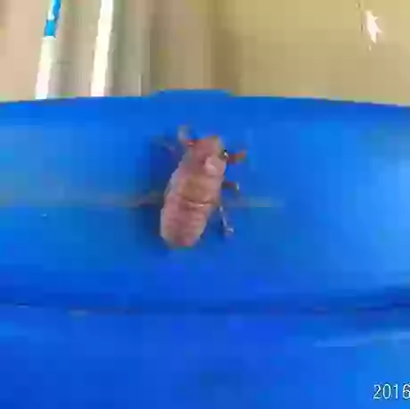 Interesting Facts About living organisms