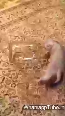 Interesting Little Cat in Jar