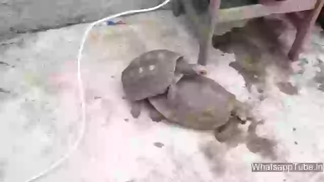 Kachooae Ka Dekha Hai Apne