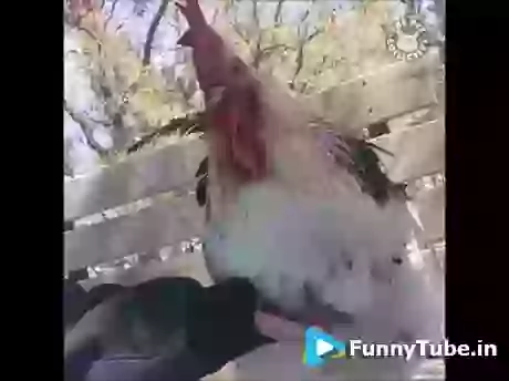 Keep Scratching Please Funny GIF