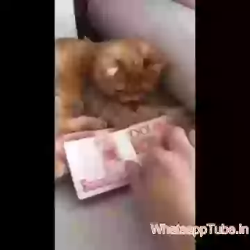 Ketty Likes My Money