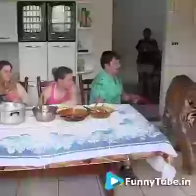 Living with killer animals OMG video