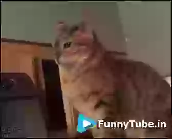 Main Tujhe Nahi Chodungi Funny Cat GIF