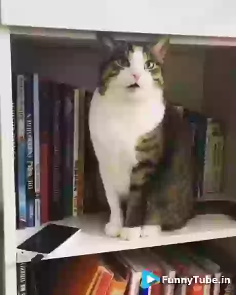 Maine Kuch Nahi Kiya Funny Cat GIF