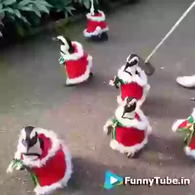 Merry Christmas Wish GIF For Whasapp